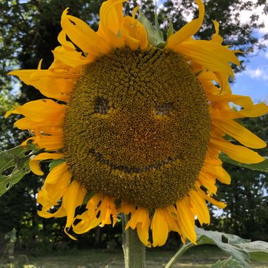 Tromborggaard smilende solsikke